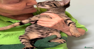 Savannah cats - Advert 15