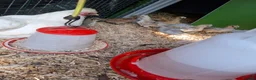 Chickens poultry for sale: Pure Aurcana and Pure Silkie Chickens  in Alloa - Advert 5