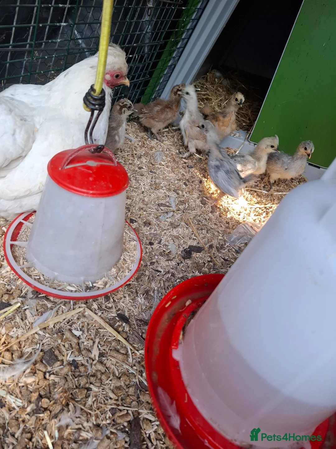 Chickens poultry for sale: Pure Aurcana and Pure Silkie Chickens  in Alloa - Advert 5
