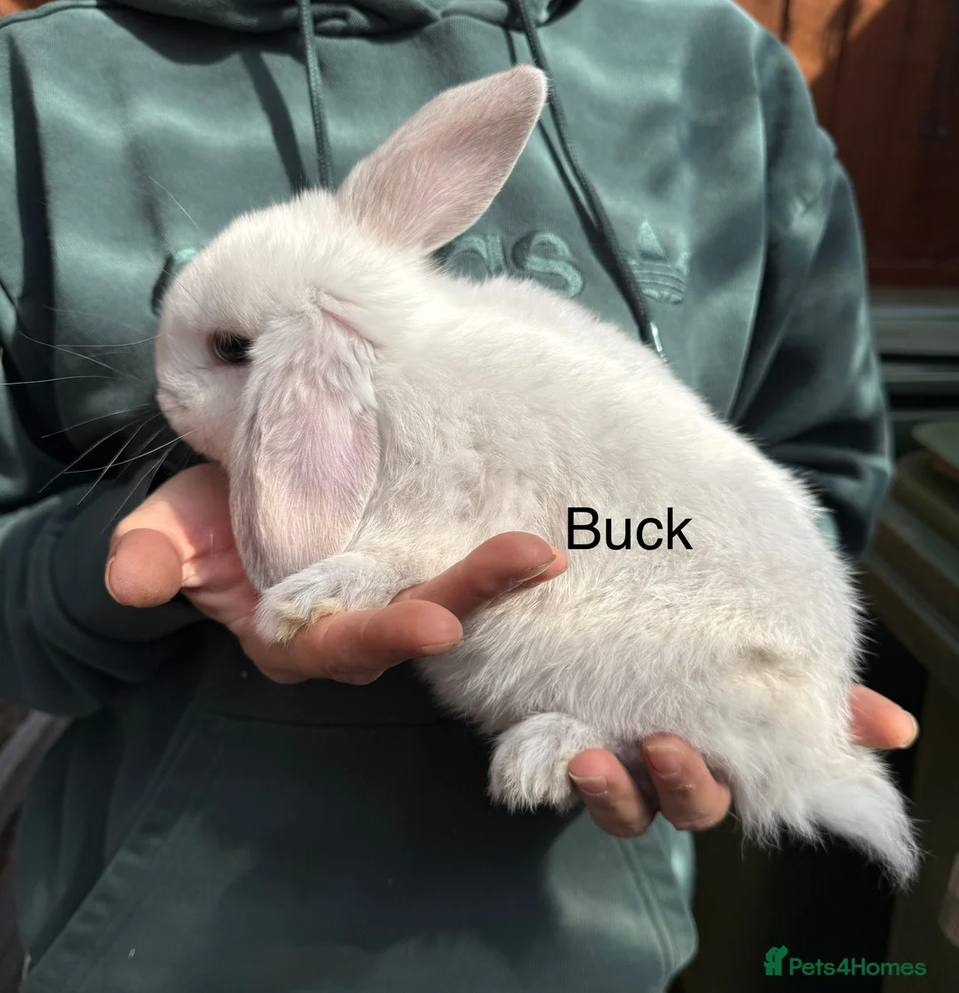 Mini Lop rabbits for sale: Pure mini lops - Advert 8