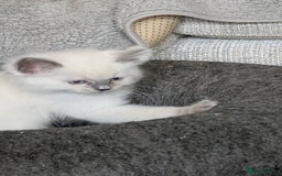 Ragdoll cats for sale: 5 Ragdoll Kittens for Sale - Image 3