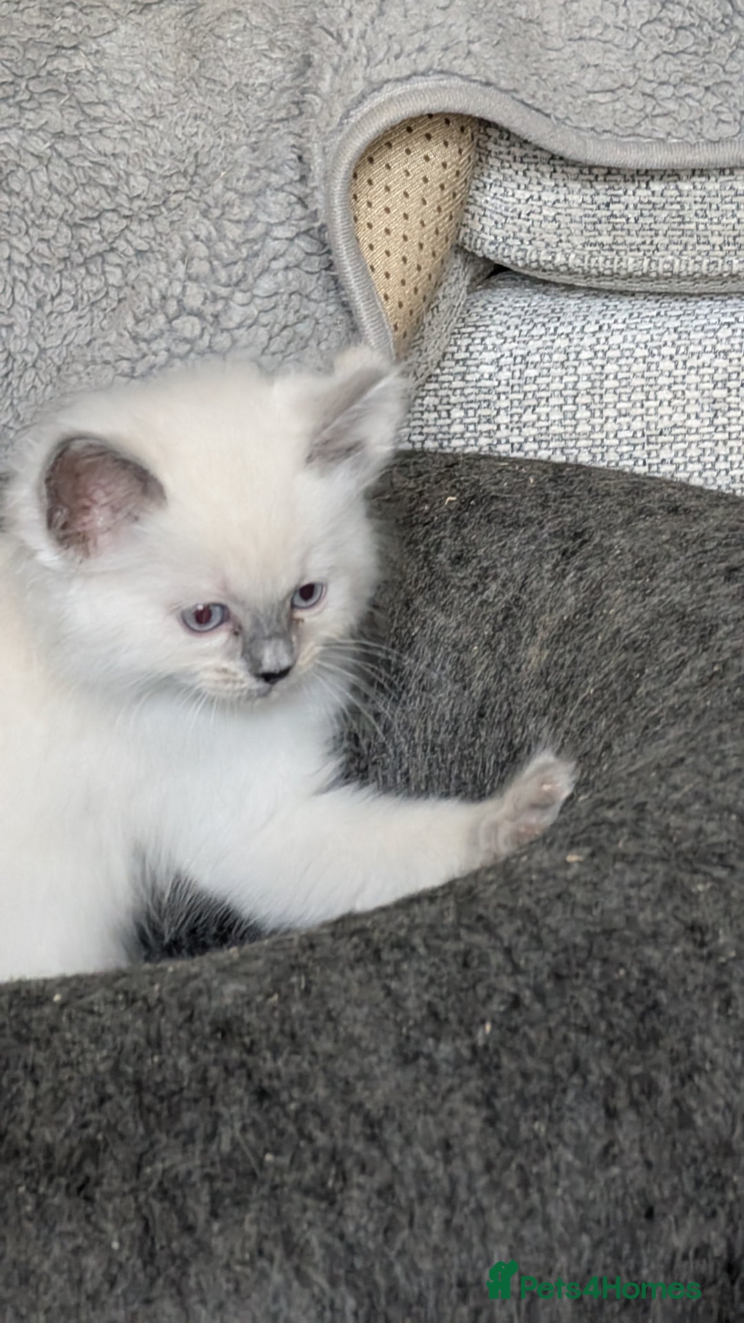 Ragdoll cats for sale: 5 Ragdoll Kittens for Sale - Image 3