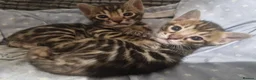 Bengal cats for sale: Genetic Health Tested Snow & Brown Bengal Kittens - Advert 13