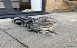 British Shorthair cats for sale: Silver Tabby British Shorthair - Image 6
