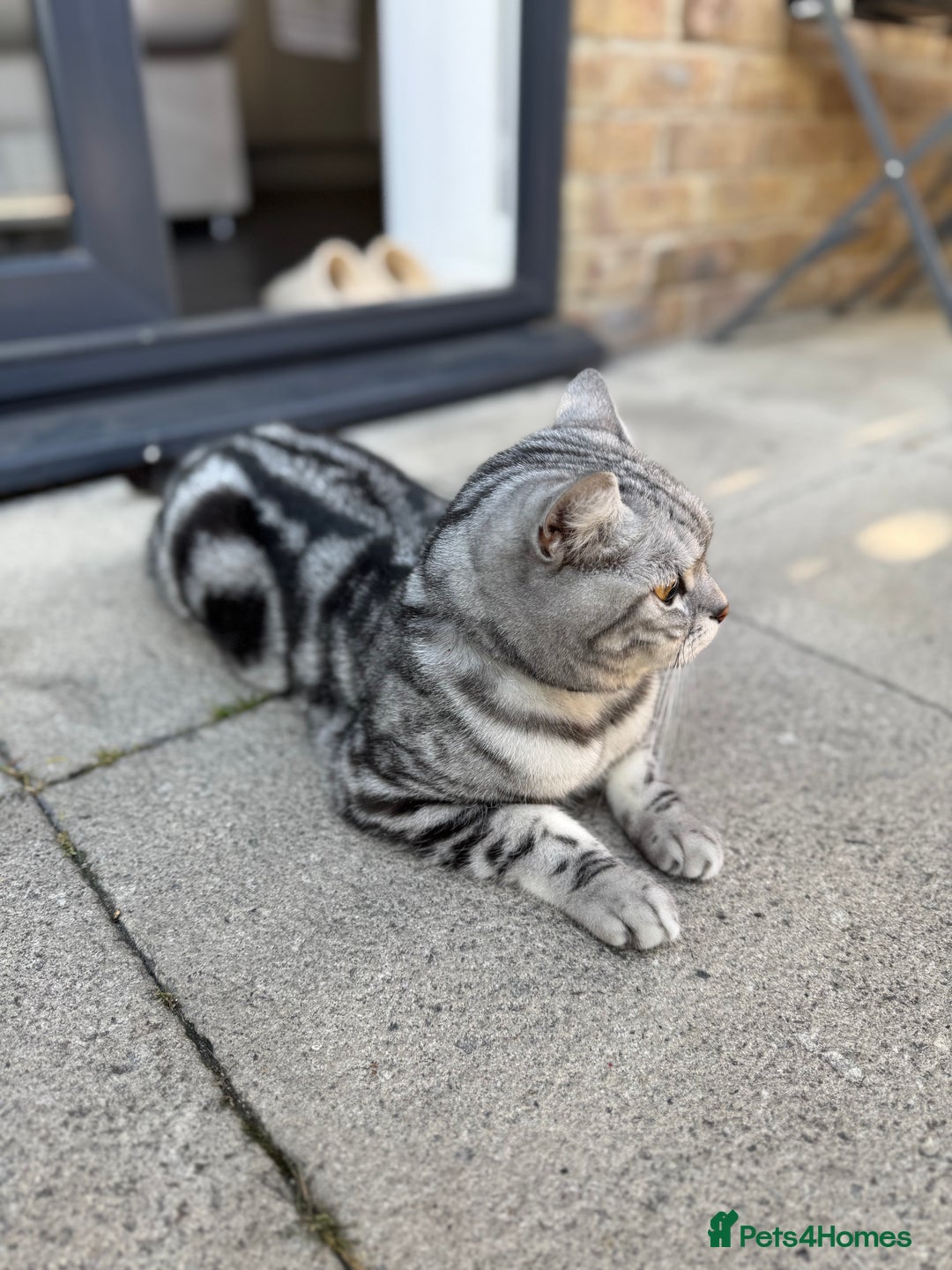 British Shorthair cats for sale: Silver Tabby British Shorthair - Image 6
