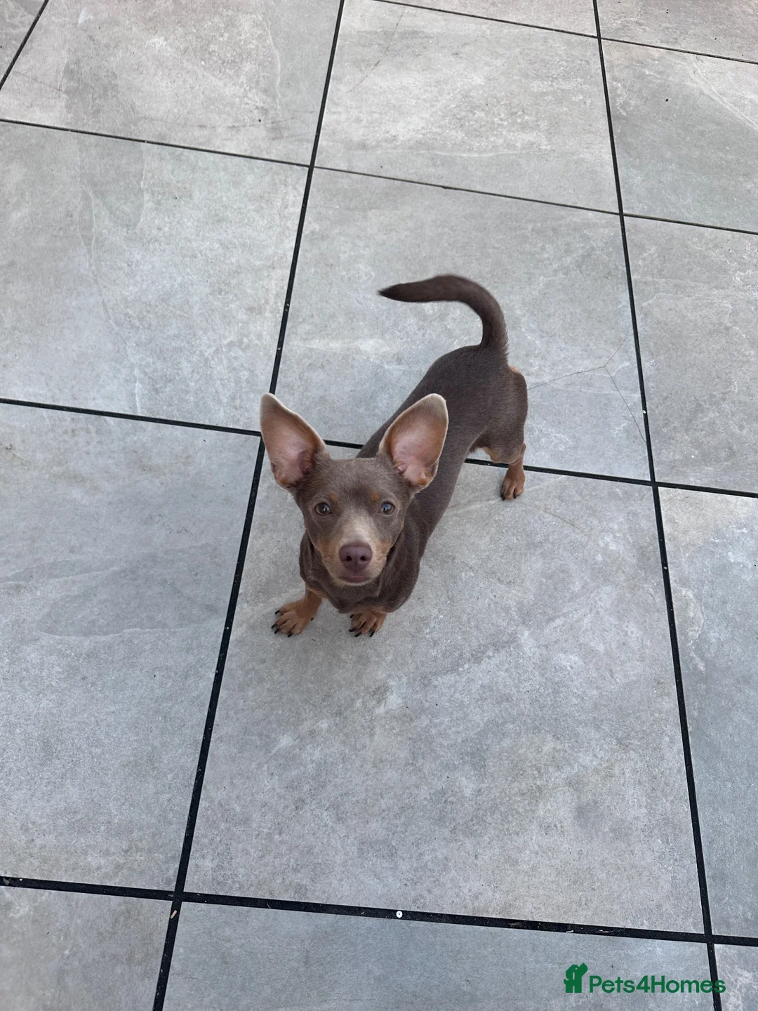 Mixed Breed dogs for sale: Dameranian Pomeranian/miniature dachshund  in Colchester - Advert 2