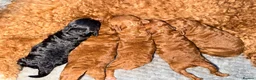 Toy Poodle dogs for sale: KC Toy Poodle puppies for sale in Nottingham - Advert 7