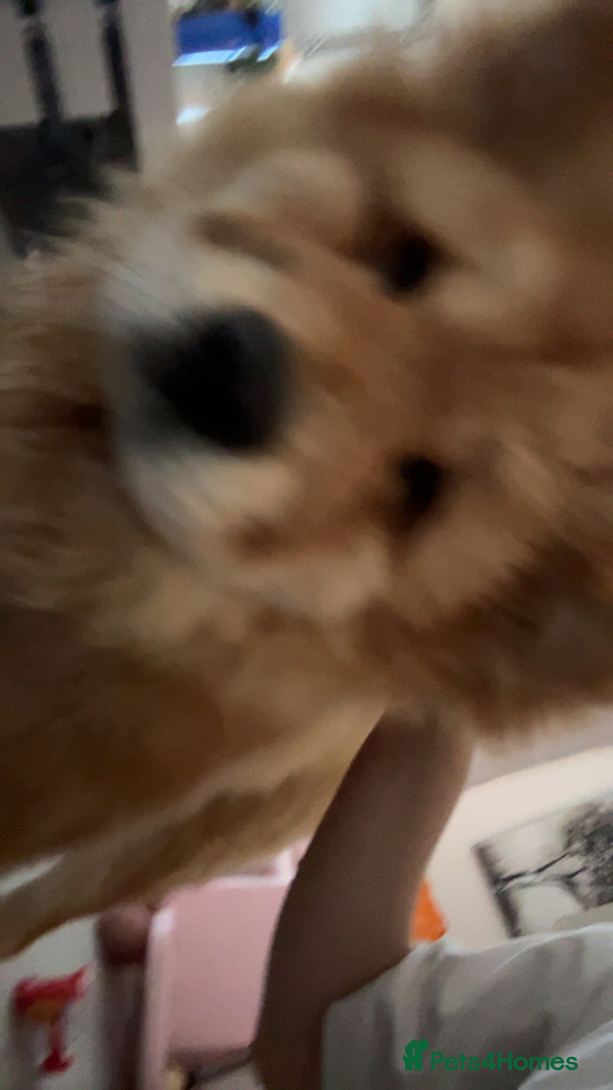 Chow Chow dogs This is Roxy  - Advert 4