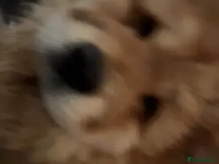 Chow Chow dogs This is Roxy - Advert 15