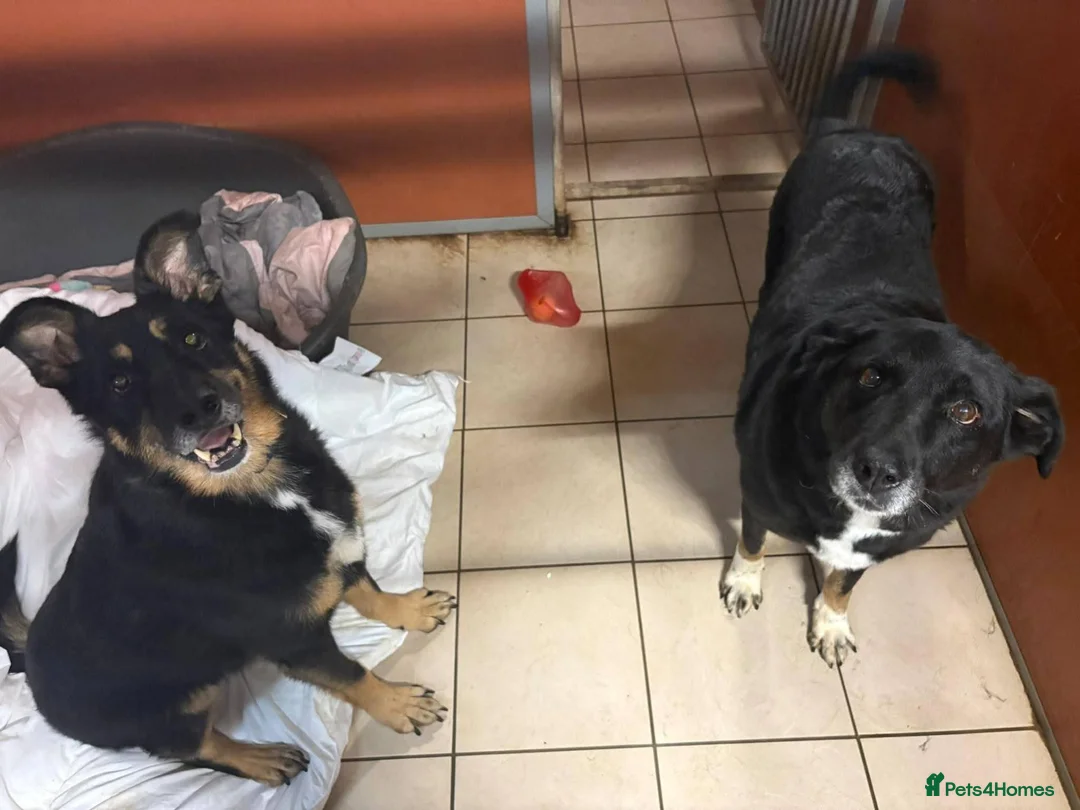 Mixed Breed dogs for adoption: Meet Azra and Vucko,currently residing in Cheshire in Nantwich - Advert 18
