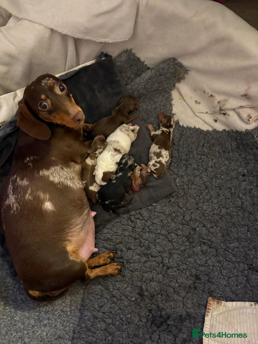 Mixed Breed dogs for sale: Miniature Dachshund x Pomeranian  - Advert 1