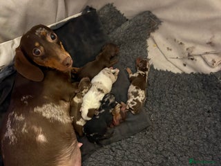 Mixed Breed dogs Miniature Dachshund x Pomeranian - Advert 1