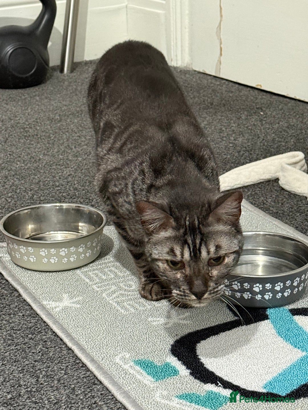 Bengal cats for sale: Bengal female Nuka  - Advert 2