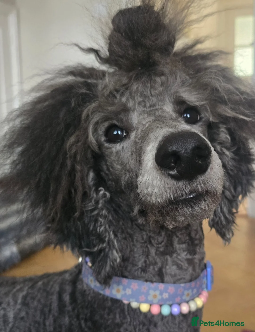 Standard Poodle dogs for sale: Handsome Silver Poodle Boy - Advert 2