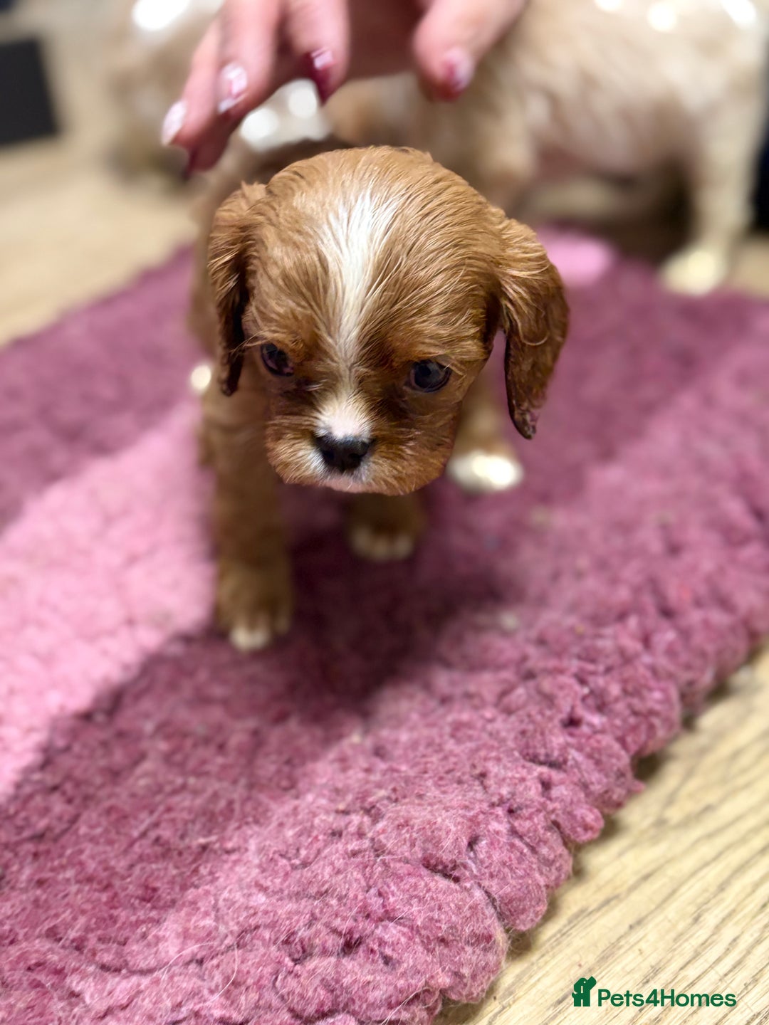 Cavalier King Charles Spaniel dogs for sale: Specialist Health Tested Cavalier King Charles  - Advert 17
