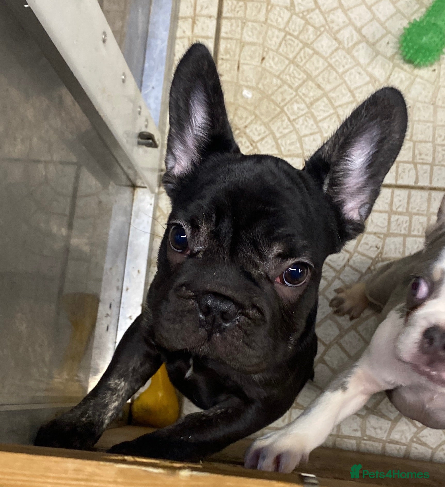French Bulldog dogs KC registered French Bulldog puppies - Advert 2