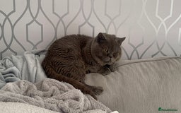 British Shorthair cats for sale: Male British short hair - Image 18