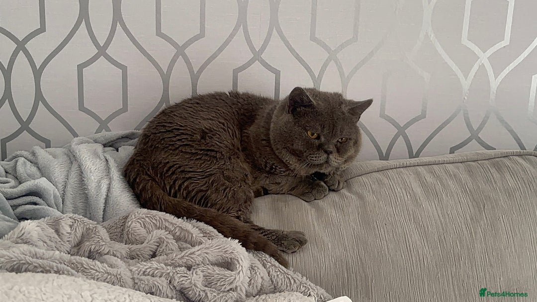 British Shorthair cats for sale: Male British short hair - Image 18