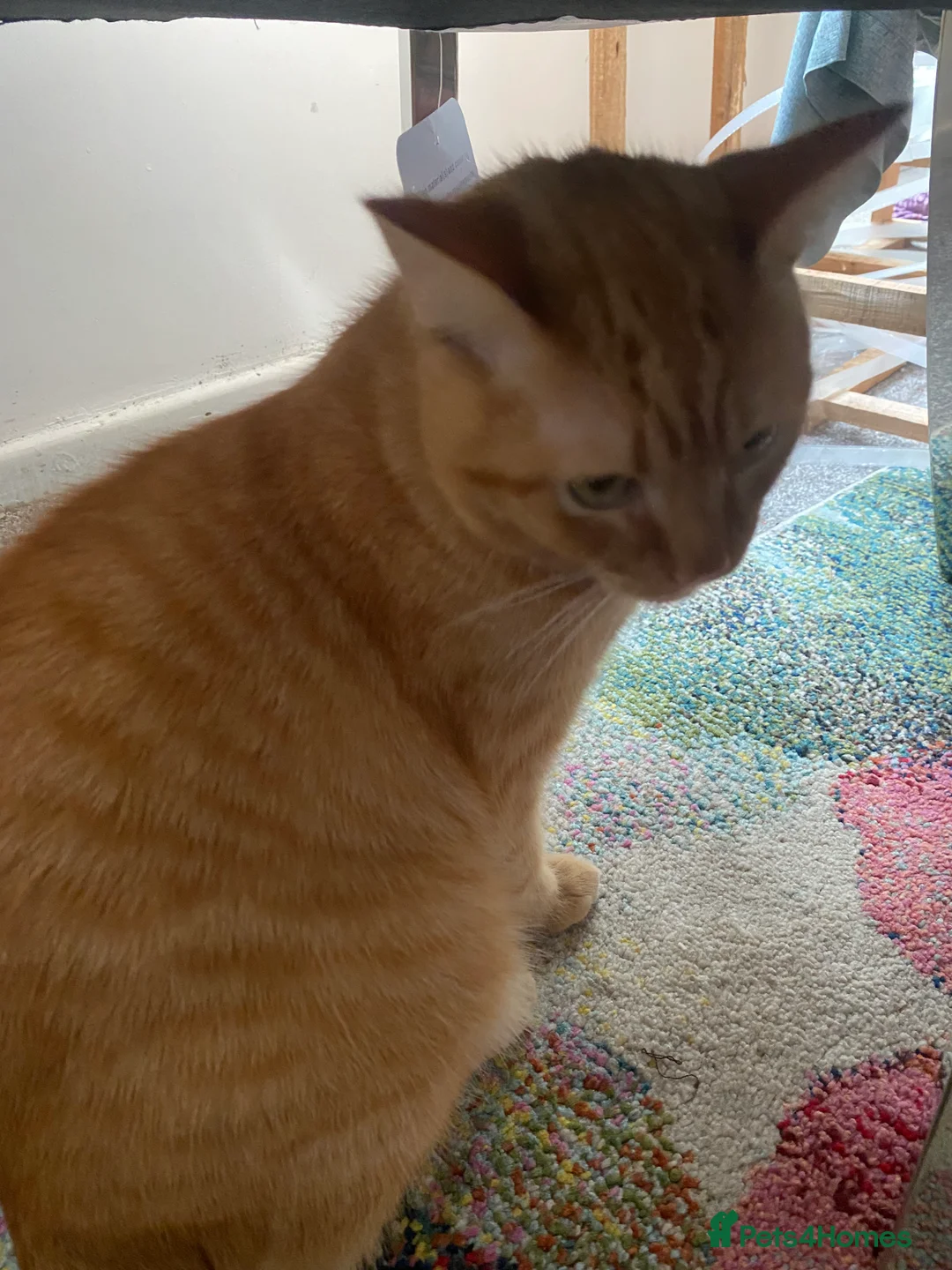 Mixed Breed cats for sale: 7 months microchipped male ginger mixed kitten - Advert 5