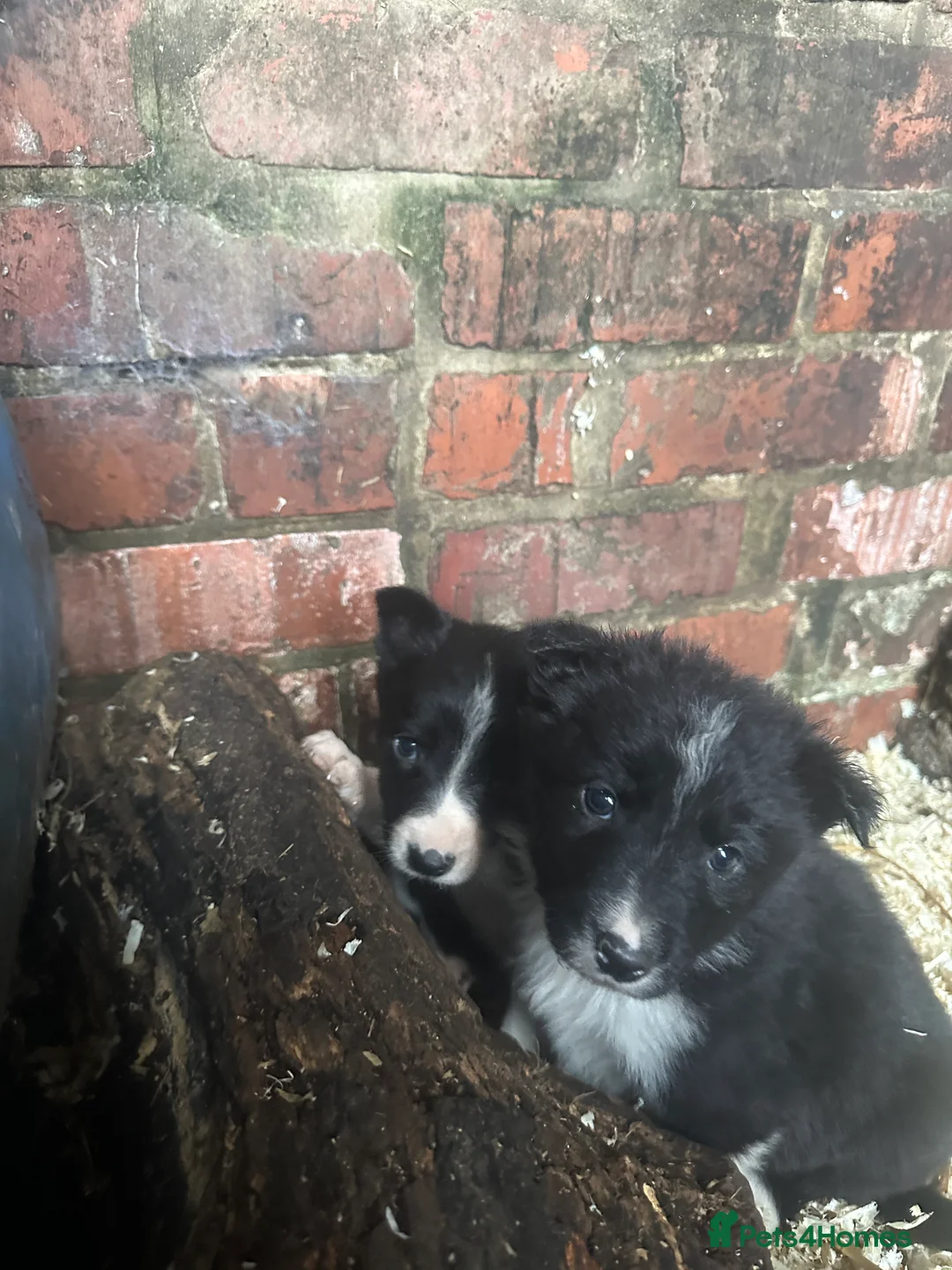 Border Collie dogs for sale: Working border collie pups - Advert 3