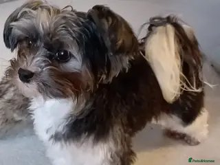 Yorkshire Terrier dogs Purebred BiewerTerrier/ColourfulYorkie Proven Stud in Merthyr Tydfil - Advert 12