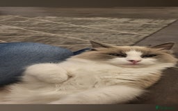 Ragdoll cats for sale: Ragdoll cat age 3 - Image 3