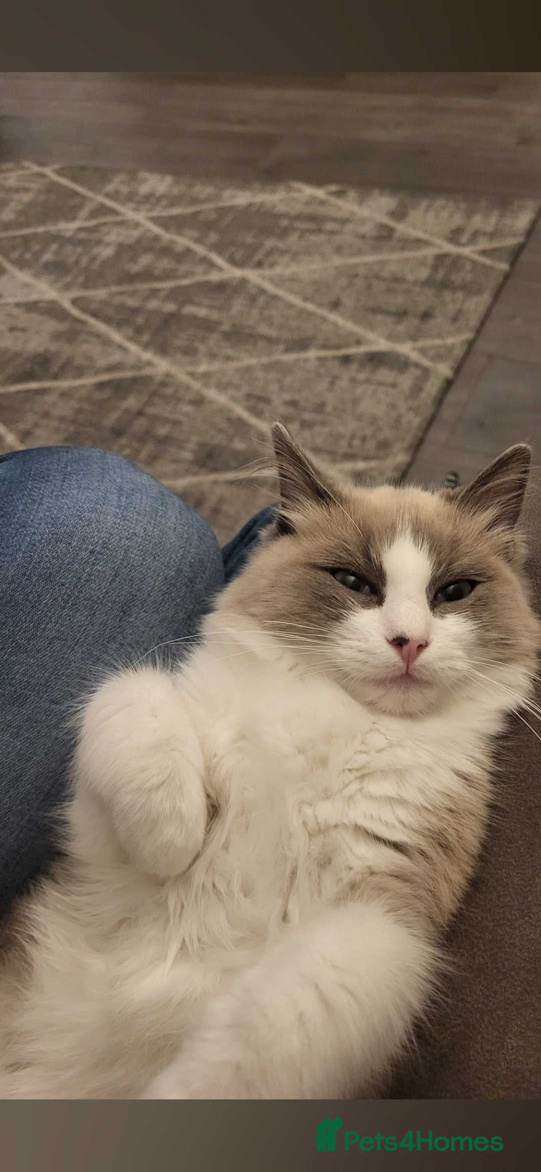 Ragdoll cats for sale: Ragdoll cat age 3 - Image 3