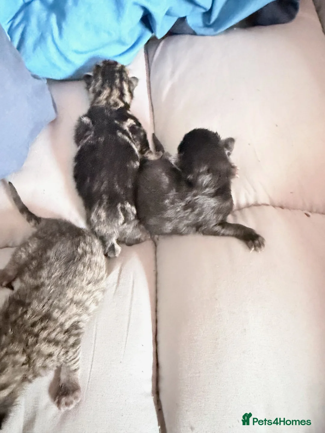 Bengal cats for sale: Stunning half Bengal kittens!  - Advert 7