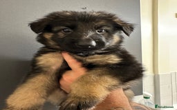German Shepherd dogs for sale: German shepherd  - Image 3