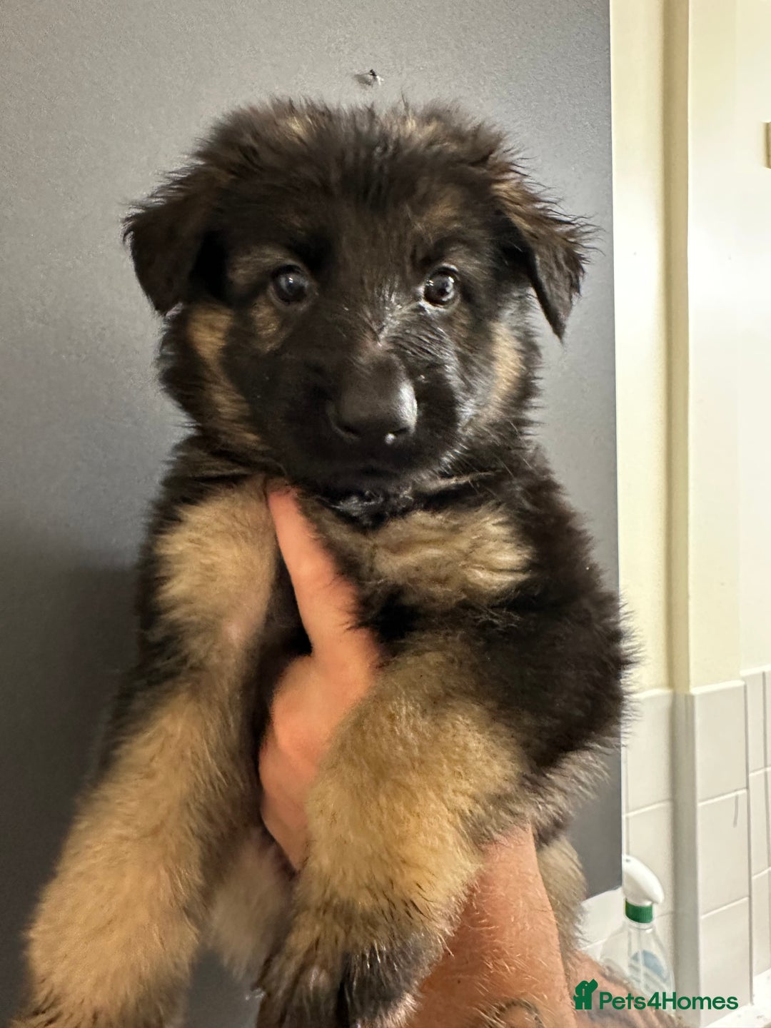 German Shepherd dogs for sale: German shepherd  - Image 3