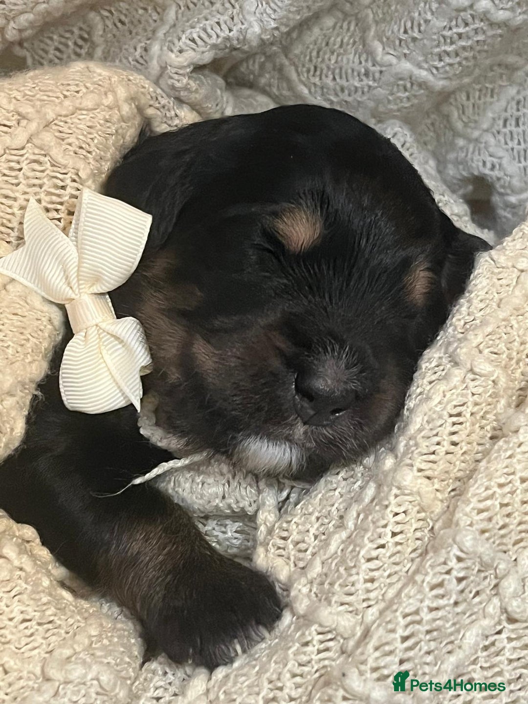 Bernedoodle dogs for sale: Exceptional F1 Bernedoodle Puppies - Advert 2