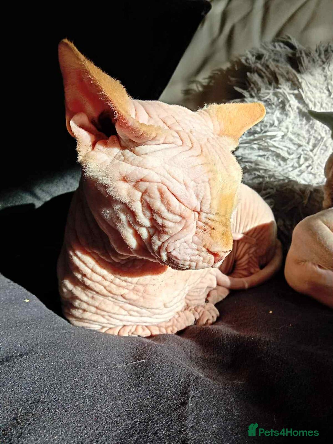 Sphynx cats for stud: bambino - Advert 1