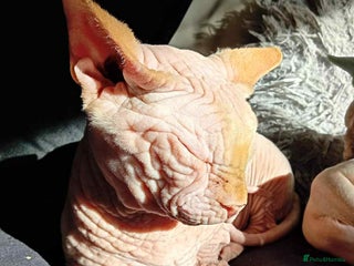 Sphynx cats bambino - Advert 1