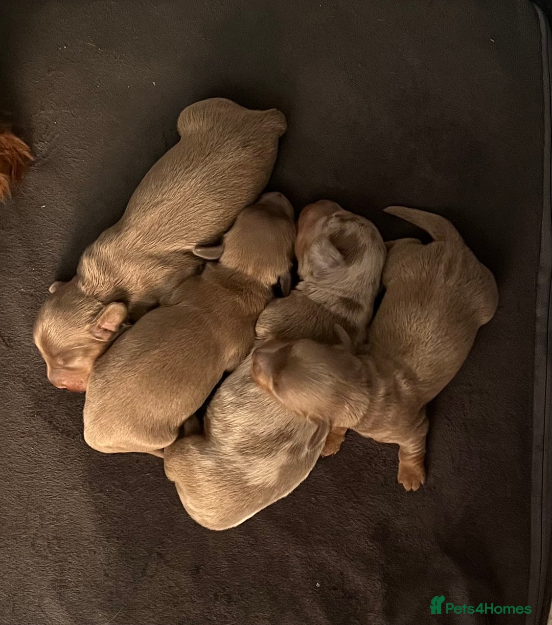 Miniature Dachshund dogs for sale: Mini longhaired Isabella/tan Dachshunds VACCINATED - Image 25
