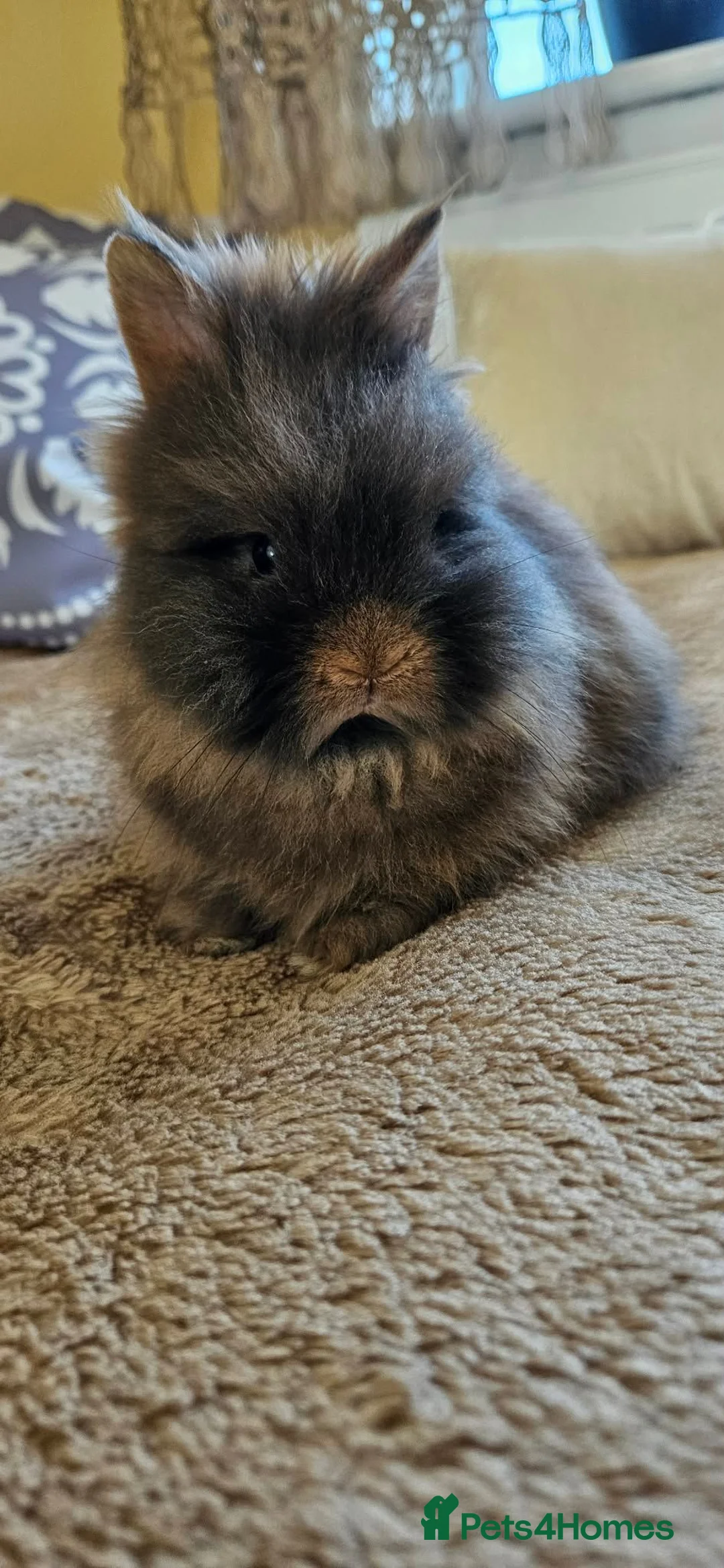 Lionhead rabbits for sale: Adorable Double-Maned Lionhead Rabbit 🐇  - Advert 8
