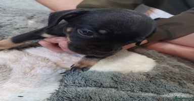 Mixed Breed dogs - Advert 1