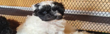 Yorkiepoo Puppy 1