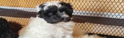 Yorkiepoo dogs for sale: Yorkiepoos Stunning litter from Licensed Breeder  - Advert 1