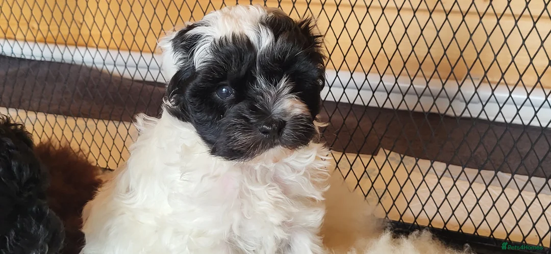 Yorkiepoo dogs for sale: Yorkiepoos Stunning litter from Licensed Breeder  - Advert 1