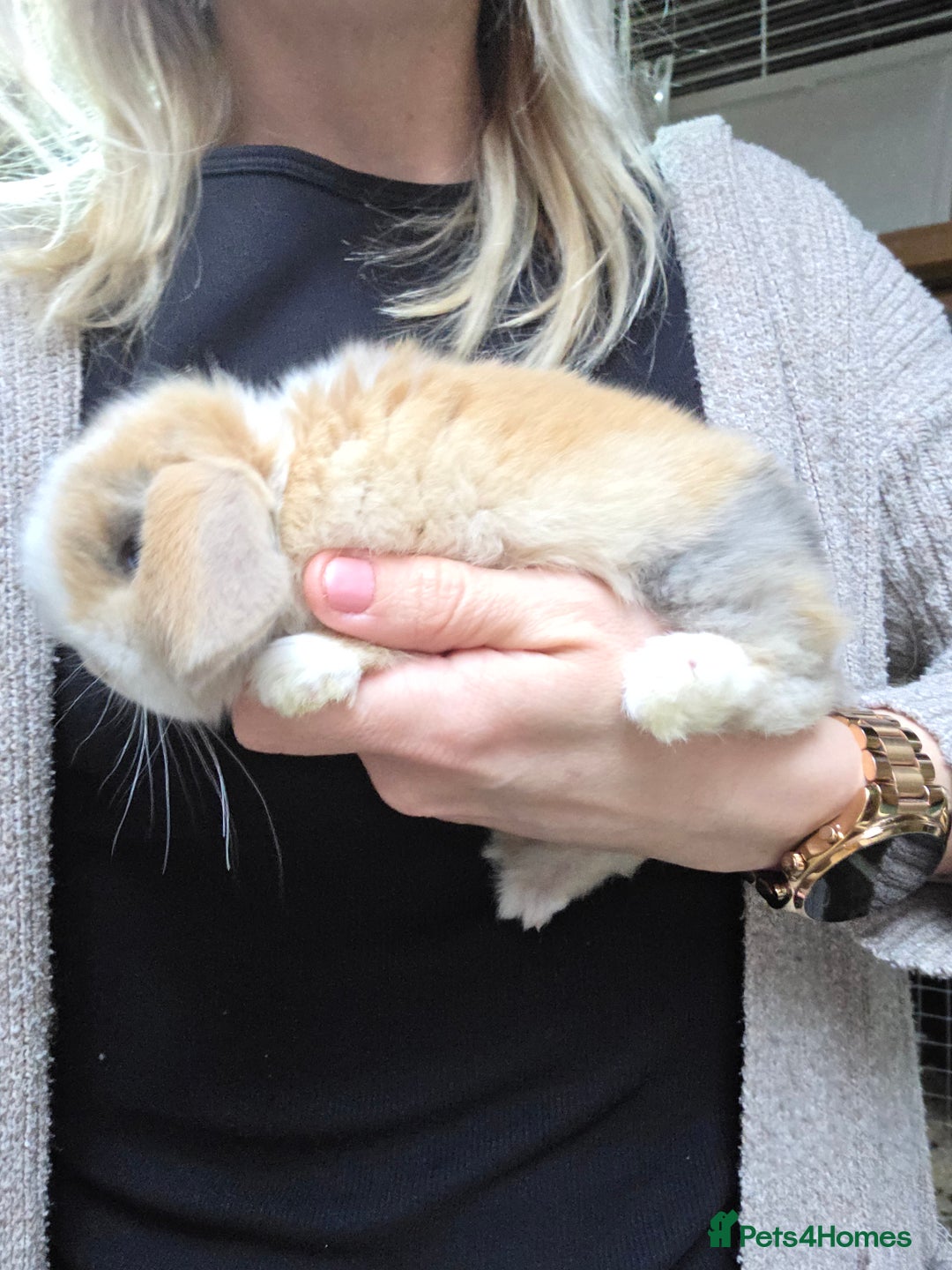 Mini Lop rabbits for sale: Purebred Mini Lop * LAST REMAINING GIRL* - Advert 3