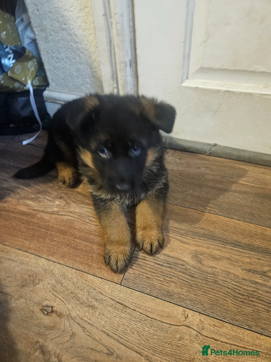 German Shepherd dogs for sale: German shepherd puppies - Advert 7