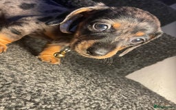 Dachshund dogs for sale: 5 beautiful miniature short haired dachshunds - Image 17