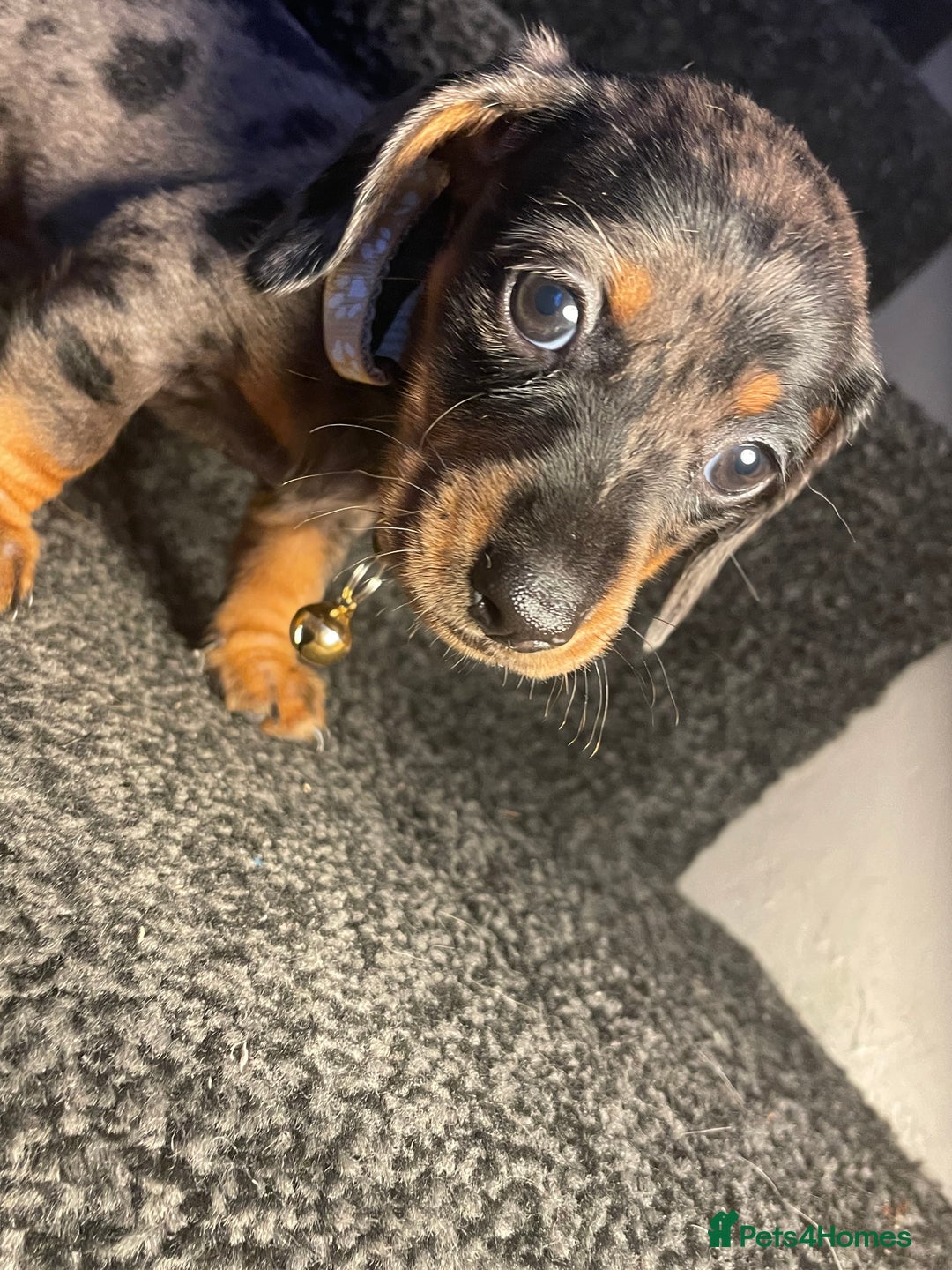 Dachshund dogs for sale: 5 beautiful miniature short haired dachshunds - Image 17