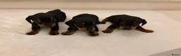Miniature Dachshund dogs for sale: Dachshund Puppys 8 available  - Advert 29