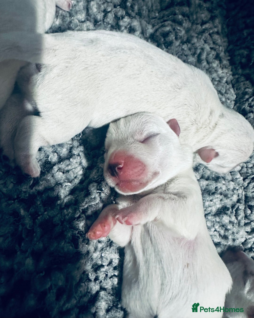 West Highland Terrier dogs for sale: KC Reg Westies - Image 6