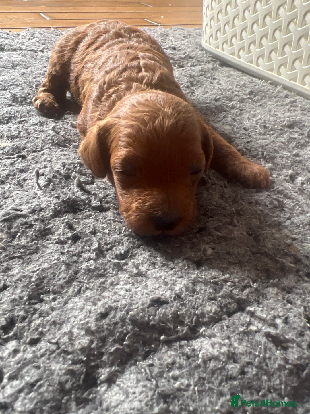 Cavapoo dogs for sale: Exceptional red toy cavapoo puppies - Image 8