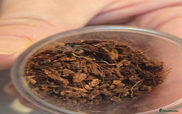 Tarantulas invertebrates for sale: Tarantulas - Image 6