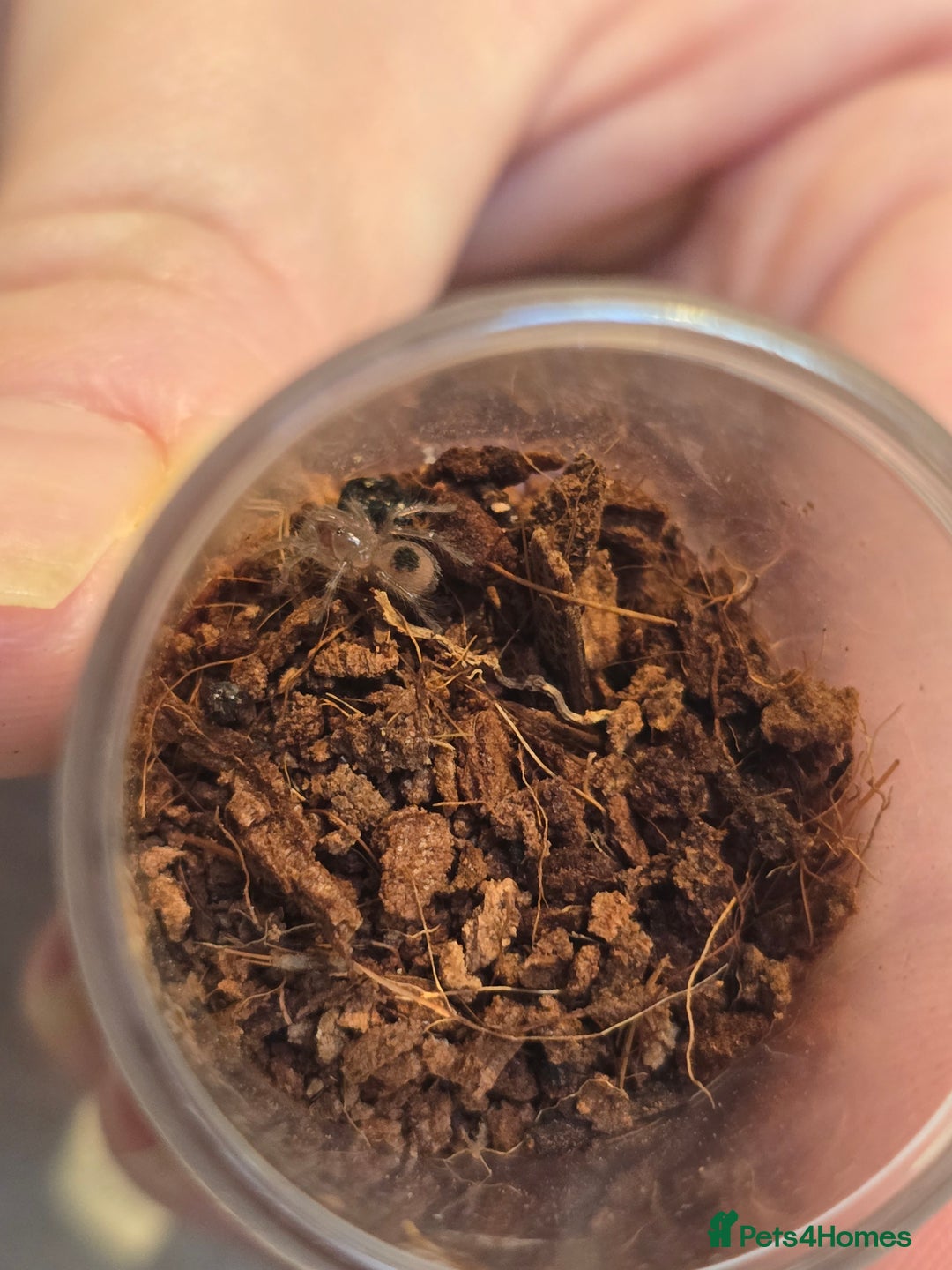 Tarantulas invertebrates for sale: Tarantulas - Image 6