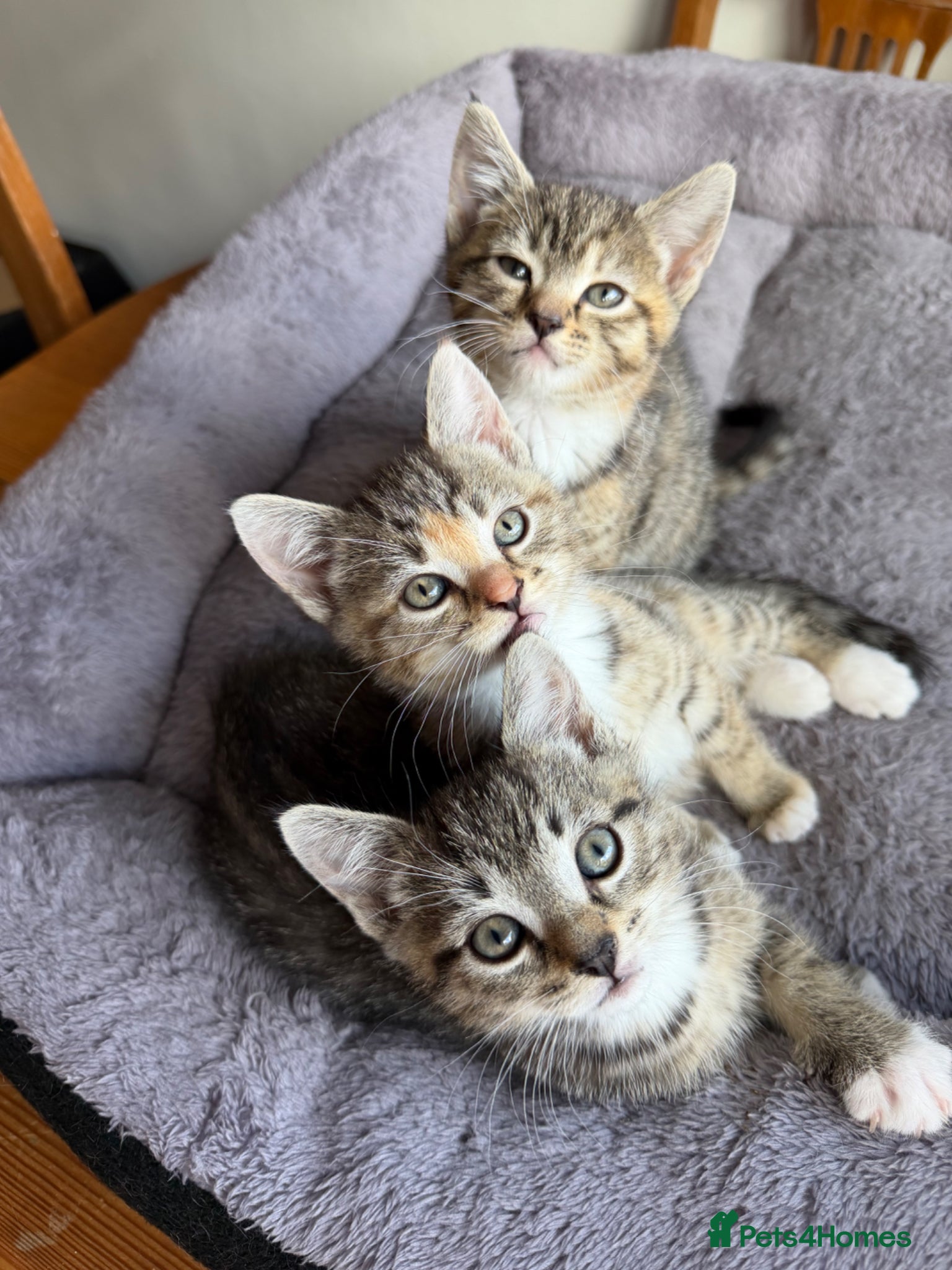 Bengal cats Bengal cross kittens  - Advert 1