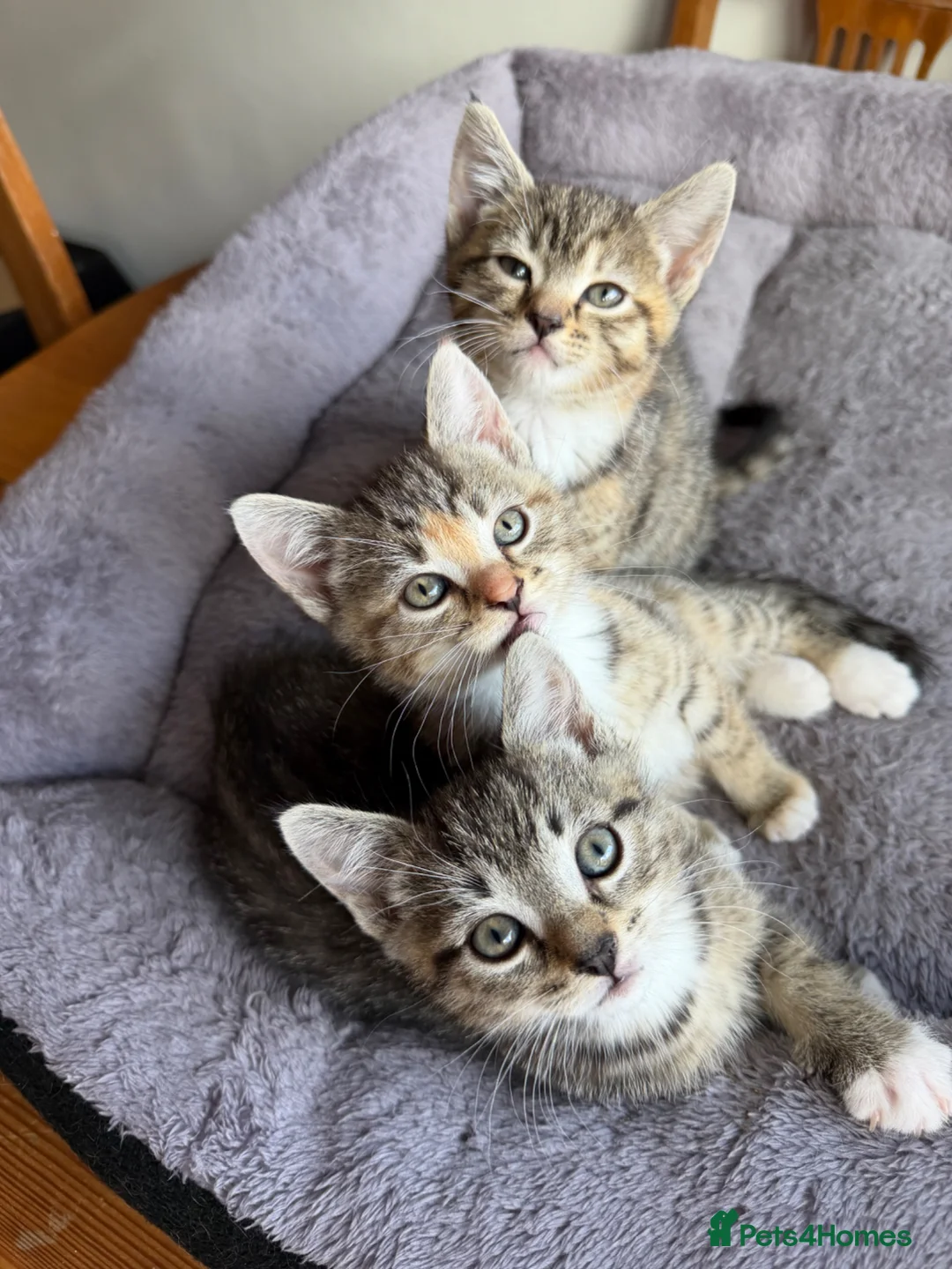 Bengal cats for sale: Bengal cross kittens  - Advert 1